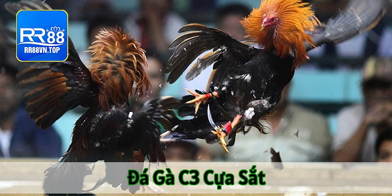 đá gà trực tiếp c3 cựa sắt